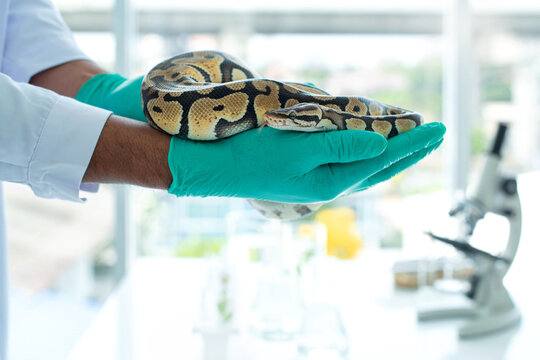 Hands of scientists are working to study snakes in the laboratory, study of biology on reptiles, ball python in lab