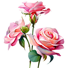 Pink Rose Symbol of Romance and Beauty