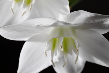 Big white lily flowers on black background close up.  High quality photo for product display, visual content.