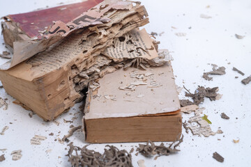 Termite destroy books on white table