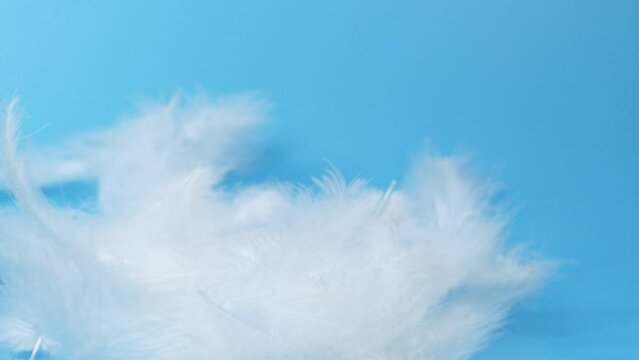 Slow motion white fluffy feathers falling and flying on chroma key background