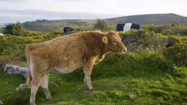  Young Cow Calf With Golden Brown Fur Coat On Dartmoor