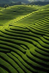 Fototapeta premium Green tea plantation at sunrise time,nature background. AI Generated