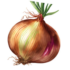 Onion bulbs isolated on white background