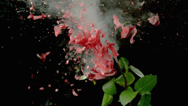 Flower Explodes With Petals Flying Everywhere