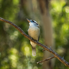 Kookaburra perched upon a branch.