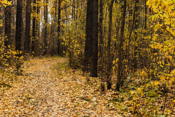 Autumn landscape yellow red forest with fallen leaves