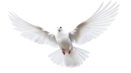 white dove flying on the transparent background