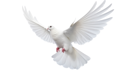 white dove flying on the transparent background