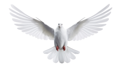 white dove flying on the transparent background