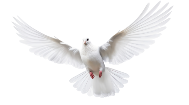 white dove flying on the transparent background