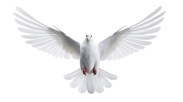 white dove flying on the transparent background