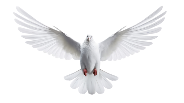white dove flying on the transparent background