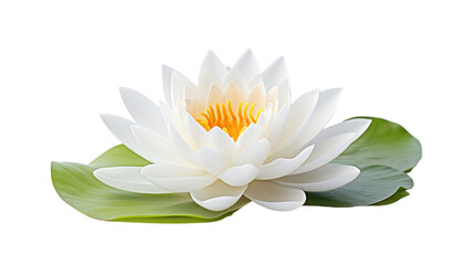 A white lotus flower on the transparent background
