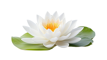 A white lotus flower on the transparent background