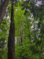 Fototapeta premium Deep in the woods