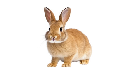Obraz premium A rabbit on the transparent background