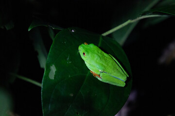 red eyes frog costa rica