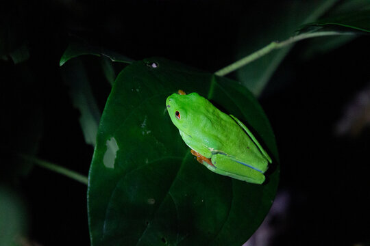 red eyes frog costa rica