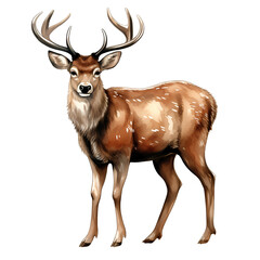 Deer, isolated on transparent background, PNG, 300 DPI