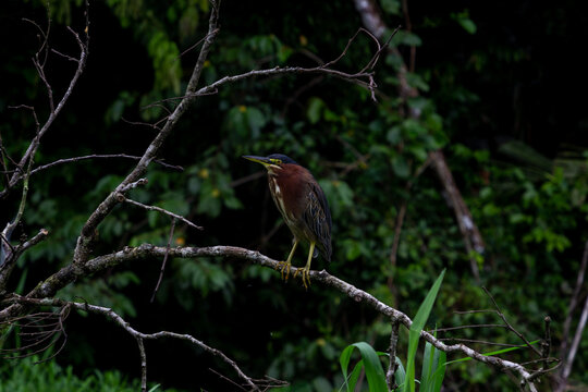 spoon bird, costa rica