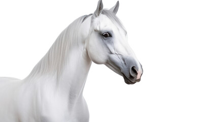 Arabian horse on the transparent background
