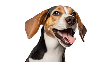 A beagle dog on the transparent background