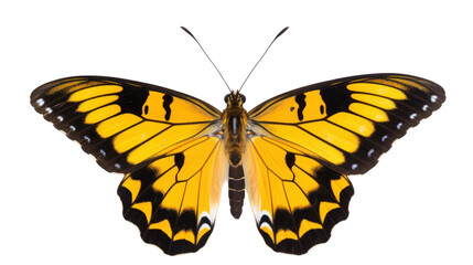 a butterfly on the transparent background