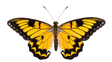 a butterfly on the transparent background