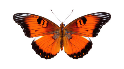 a butterfly on the transparent background