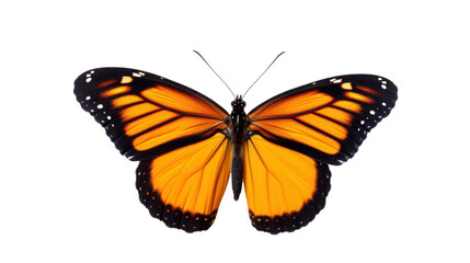 Fototapeta na wymiar a butterfly on the transparent background