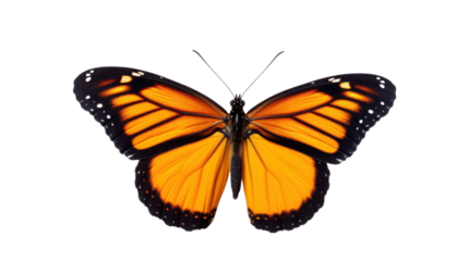 a butterfly on the transparent background