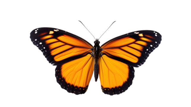 a butterfly on the transparent background