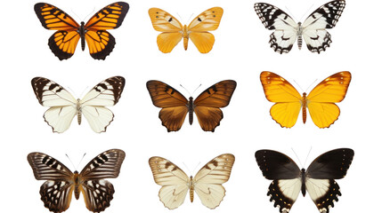 Butterfly collection on the transparent background