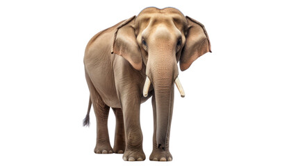 Obraz premium Thai elephant on the transparent background