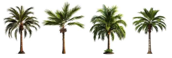 Design element isolated for layout on transparent background. Set of tropical palm trees (сoconut, sugar, аcai, date) 3D realistic jungle plant.