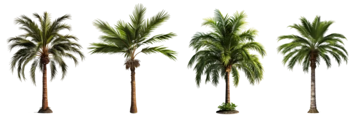 Poster Design element isolated for layout on transparent background. Set of tropical palm trees (сoconut, sugar, аcai, date) 3D realistic jungle plant.  © vita555