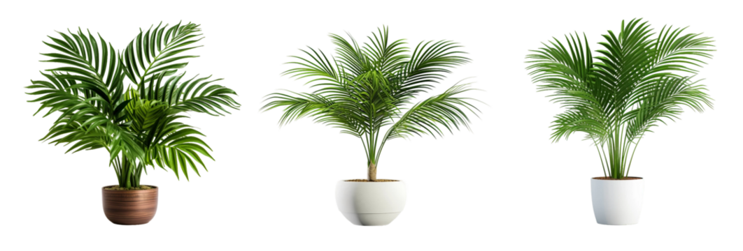 Design element for interior room presentation layout on transparent background. Palm tree in a flower pot, white flowerpot 3D realistic