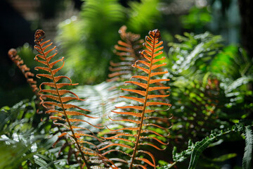 Ferns in the botanical garden, closeup of photo