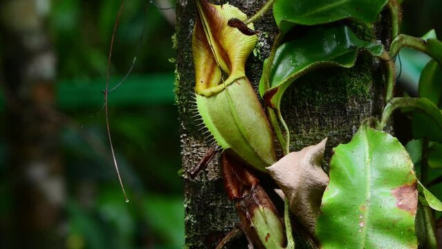 Close up view of Two Pitcher plants. Kinabalu National Park. Sabah, Borneo