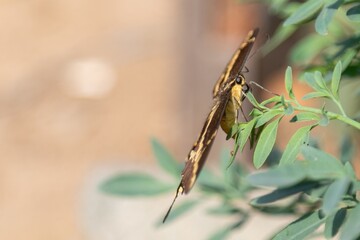 Mariposa Tigre en una planta