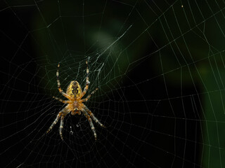 P8120109 cross orb weaver spider, Araneus diadematus, on its web cECP 2023