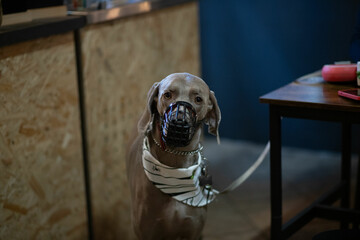 Purebred dog in a muzzle in a cafe