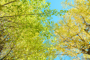 初秋のイチョウの葉