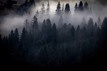 Cloud of the morning fog through the forest trees illuminated by the morning sunlight. Dark forest of spruce trees on the mountain hills in the Carpathian mountains. Ukraine.