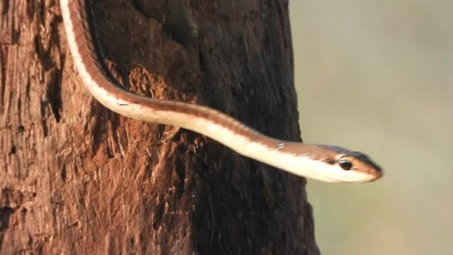 Common Bronzeback Tree Snake in - Eyes .