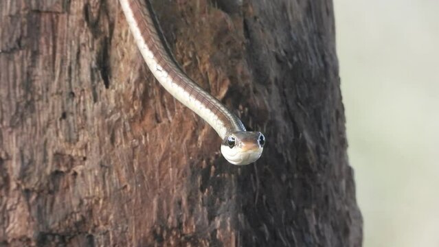 Common Bronzeback Tree Snake in  pry. skin -BLack Eyes .