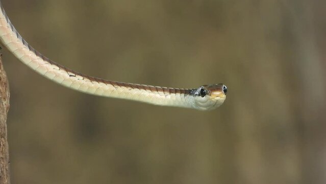 Common Bronzeback Tree Snake - eyes . skin.
