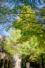 初秋のイチョウの葉