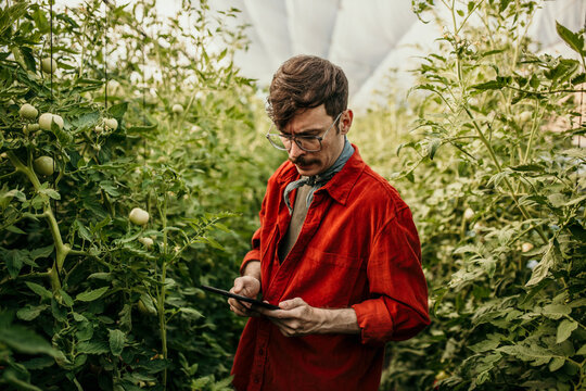 Young farmer in filed holding tablet in his hands and examining veggies